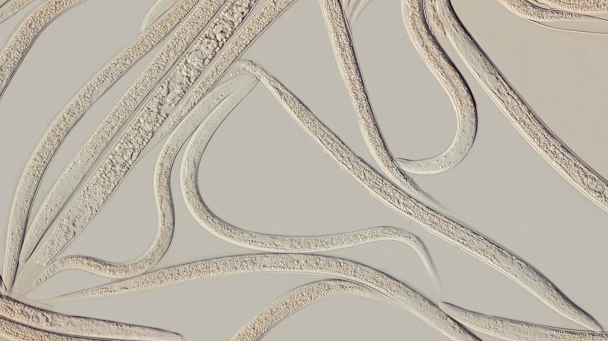 Larvanem 50 millió (200 m2-re)