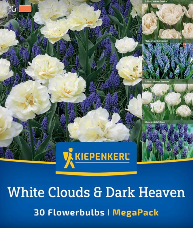 Virághagyma Tulipán-Gyöngyike Mega-Pack White Clouds&Dark Heaven Kiepenkerl 30 db
