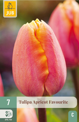 Virághagyma Tulipán Apricot Favourite 7 db JUB