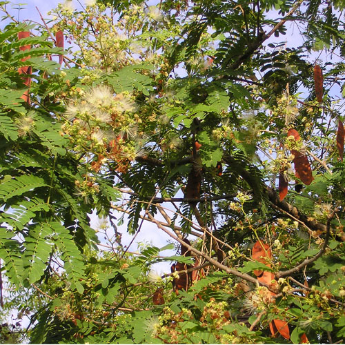 Ceylon Rosewood (Albizia odoratissima) 5 seeds