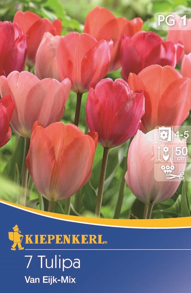 Tulipánhagyma Darwin-hybrid, Kiepenkerl Van Eijk Mix 7 db