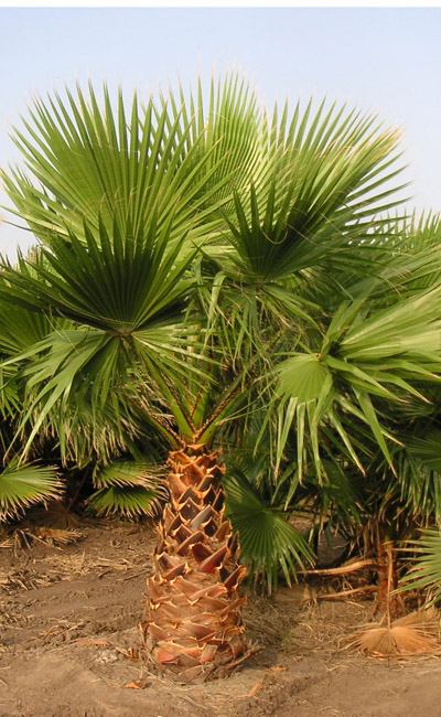 Mexikói legyezőpálma (Washingtonia robusta) 5 szem