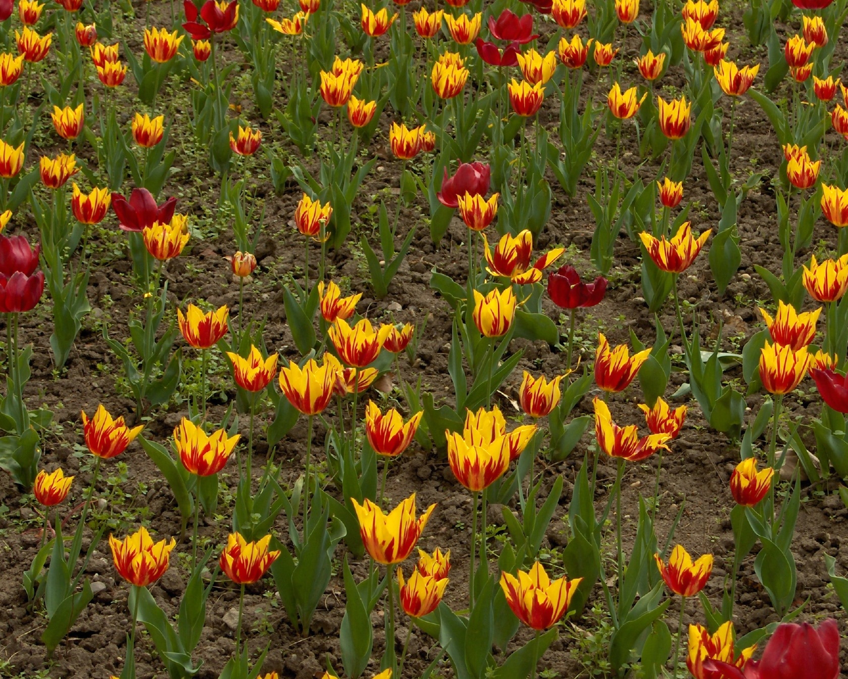 A tulipán ismertetése, ültetése   