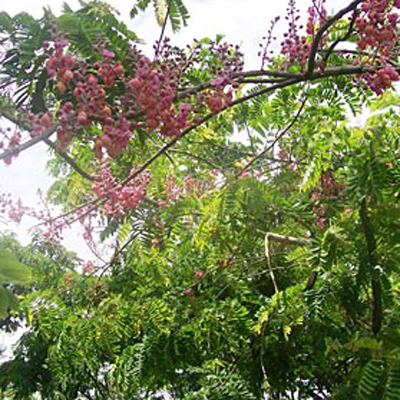 Pink Cassia (Cassia grandis) 5 seeds