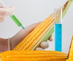 GMO-ra vonatkozó zéró toleranciát hirdetett a kormány