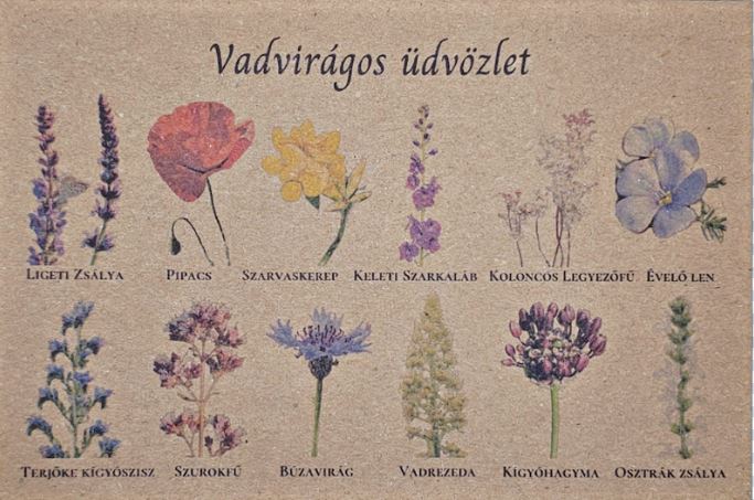 Vadvirágom őshonos magyar virágmag Vadvirágos üdvözlet képeslap 1g