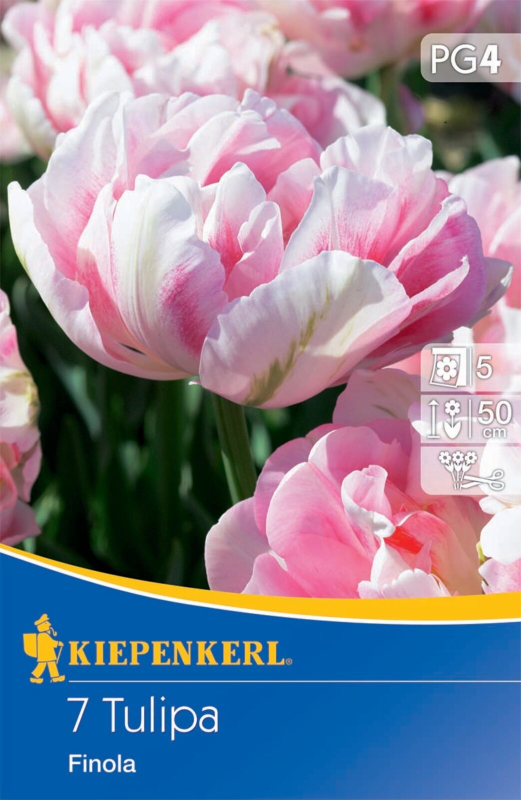 Flower bulb Tulip Finola 7 pcs Kiepenkerl