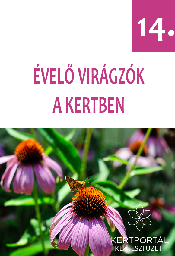 Évelő virágzók a kertben - Kertészfüzetek – 14. rész - V. Topor Erika