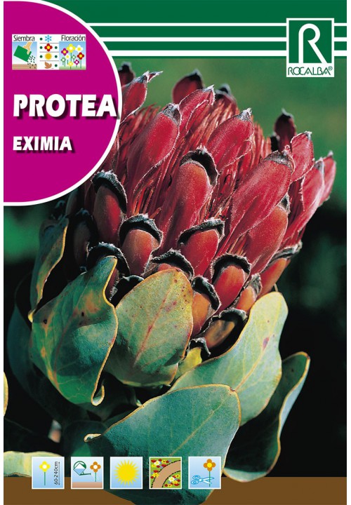 Cukorcserje Eximia (Protea Eximia) 6g Rocalba