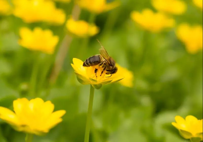 Grass seed Bee-keeper mix, one year old Agro-Largo 10 kg