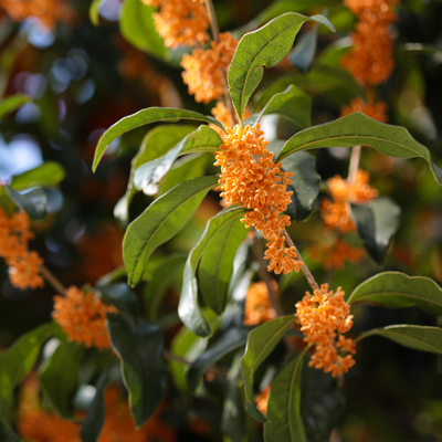 Bódító illatosfa (Osmanthus fragrans) 5 szem
