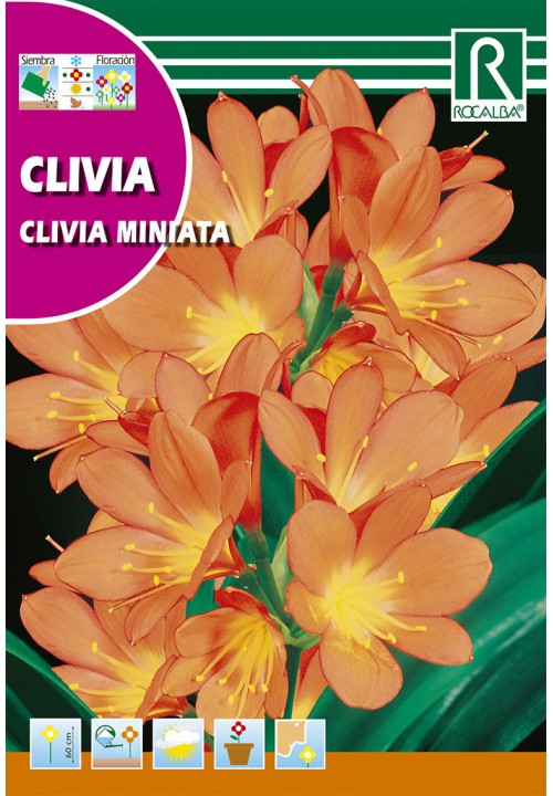 Klívia szobaliliom (Clivia miniata) Rocalba
