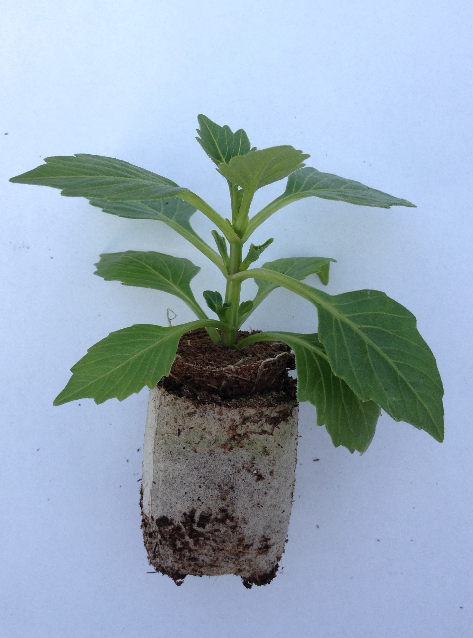 Begonia-Dahlia mix for balcony box 6 seedling pack