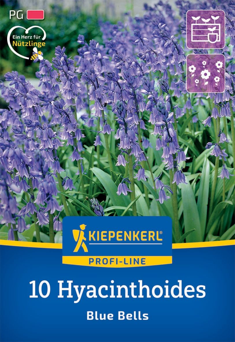 Virághagyma Angol kékcsengő Blue Bell 10 db Kiepenkerl