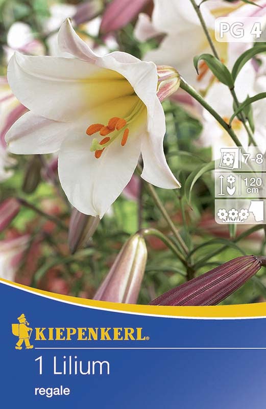 Flower bulb King lily 1 pc