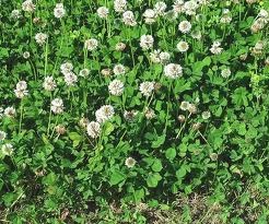 White clover 25 kg
