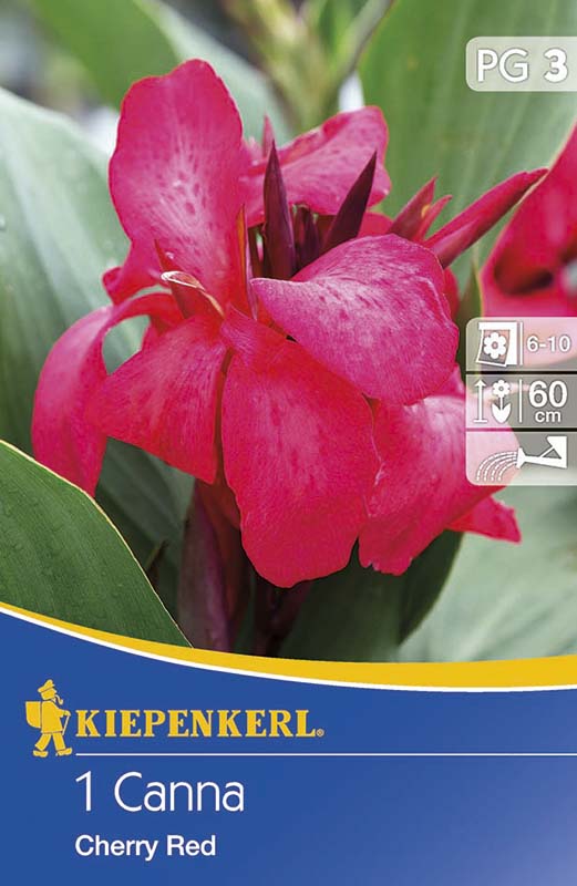 Flower bulb Canna Cherry Red cherry red 1 pc