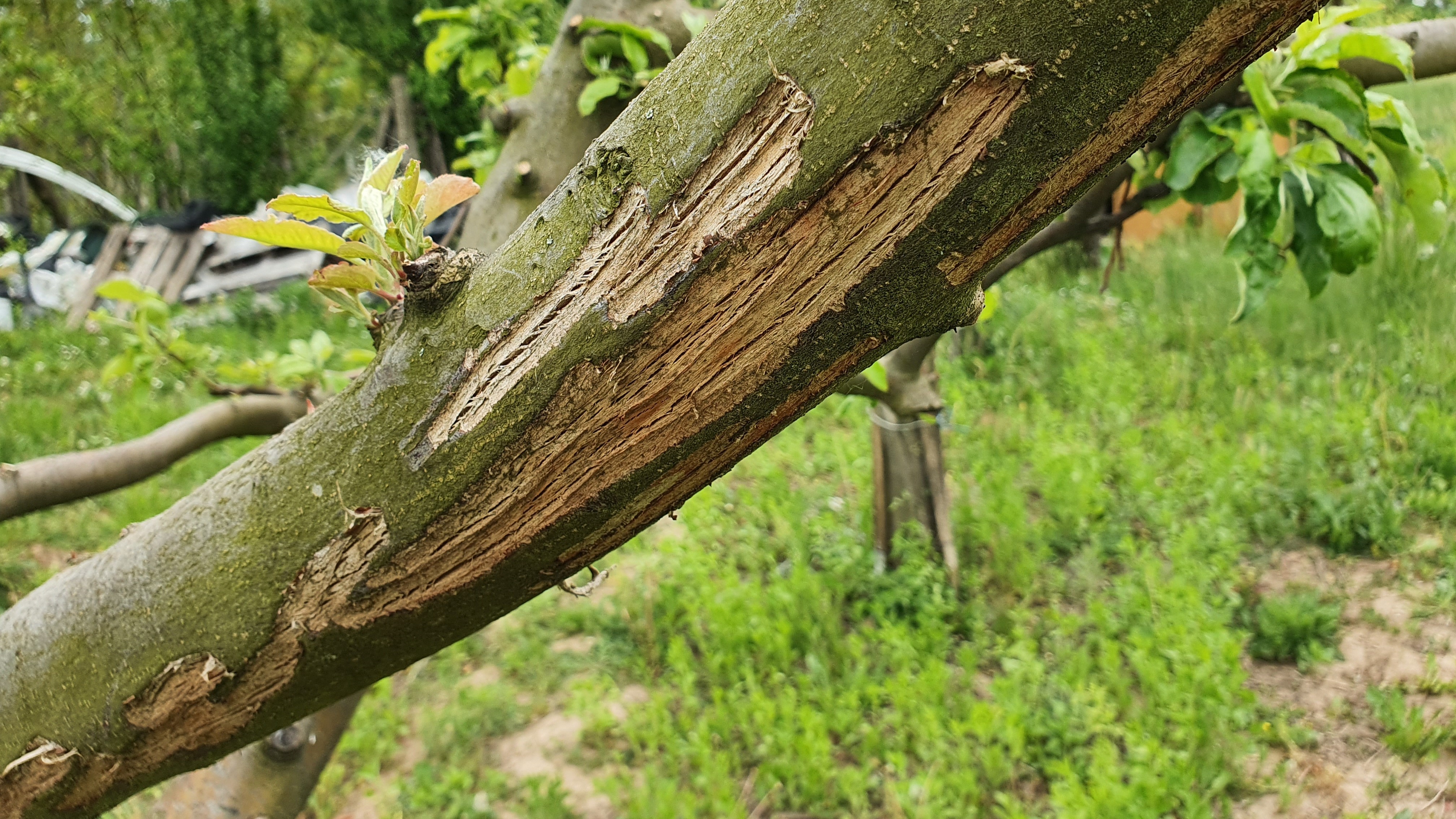 2025. évi 21. növényvédelmi felhívás