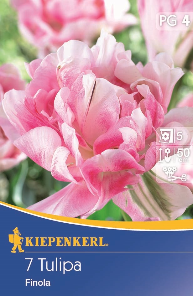 Virághagyma Tulipán Finola 7 db Kiepenkerl
