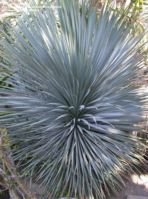 Yucca rostrata (Yucca rostrata) 5 seeds