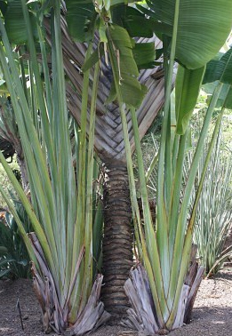 Travellers' palm (Ravenala madagascariensis) 5 seeds