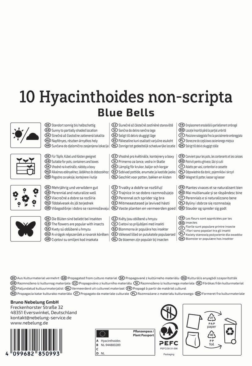 Virághagyma Angol kékcsengő Blue Bell 10 db Kiepenkerl