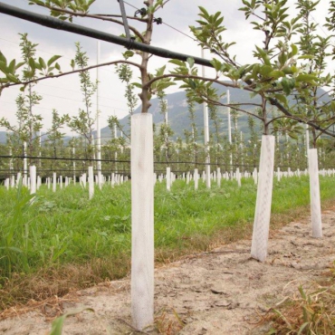 Tree protection grid Treex white 55 cm (6 cm diameter)