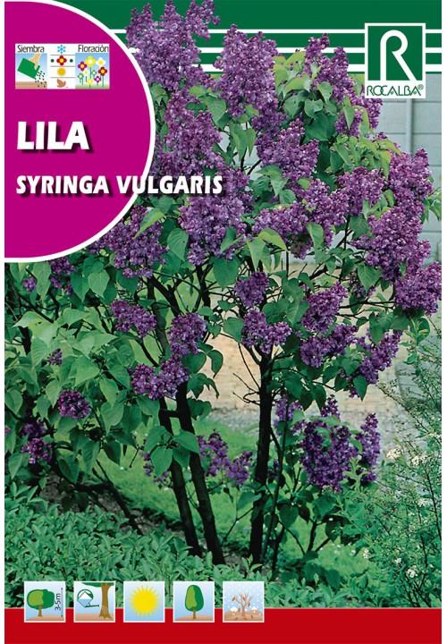 Orgona (Syringa vulgaris) Rocalba 2 g