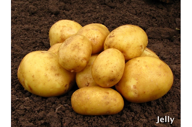 Potato seed tuber "Jelly" 50 pcs