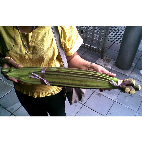 Democlesz tree (Oroxylum indicum) 5 grains