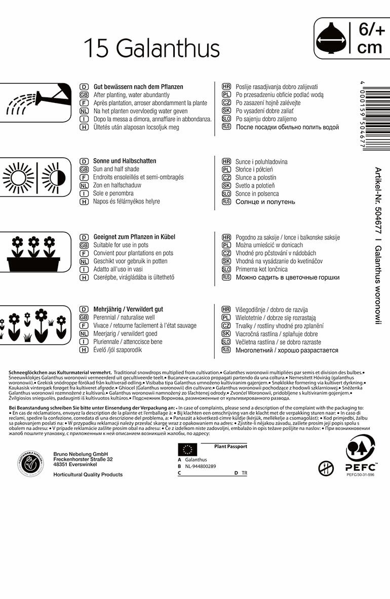 Virághagyma Hóvirág woronowii 15 db Kiepenkerl