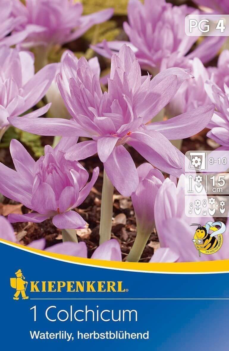 Virághagyma Kikerics (Colchicum) Waterlily 1 db Kiepenkerl