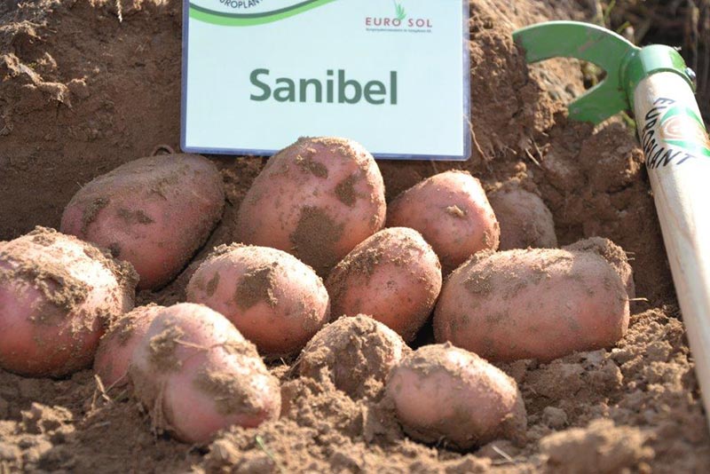 Potato seed tuber "Sanibel" 50 pcs