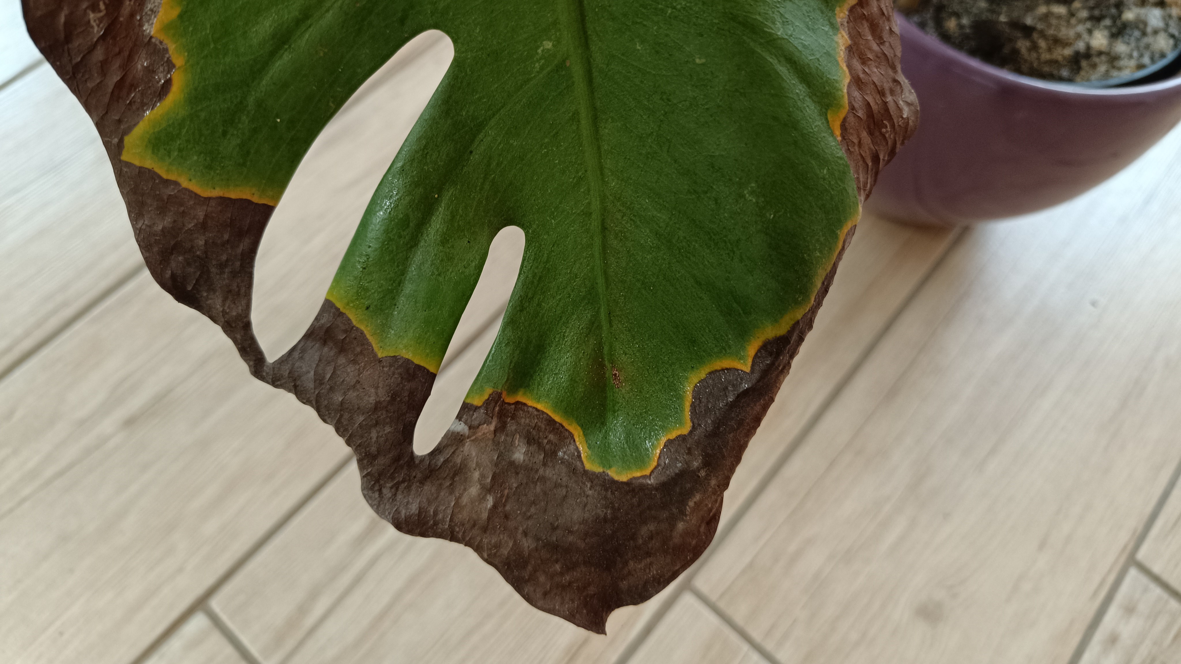 Miért barnul a szobanövények levele? –  5+1 megfejtés