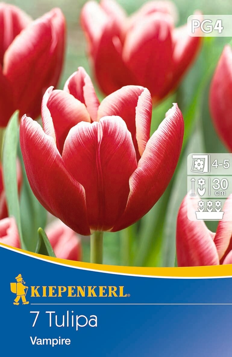 Flower bulb Tulip Vampire 7 pcs Kiepenkerl