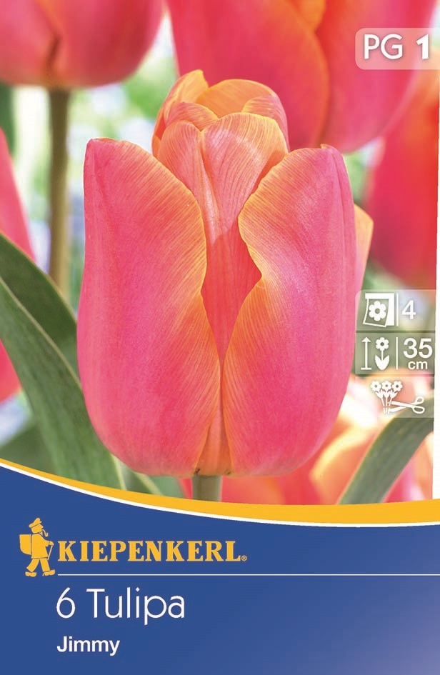 Virághagyma Tulipán Triumf Jimmy, 6db Kiepenkerl