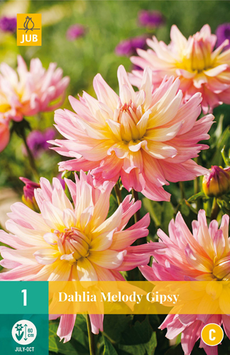 Virághagyma Dália Melody Gipsy 1 db JUB