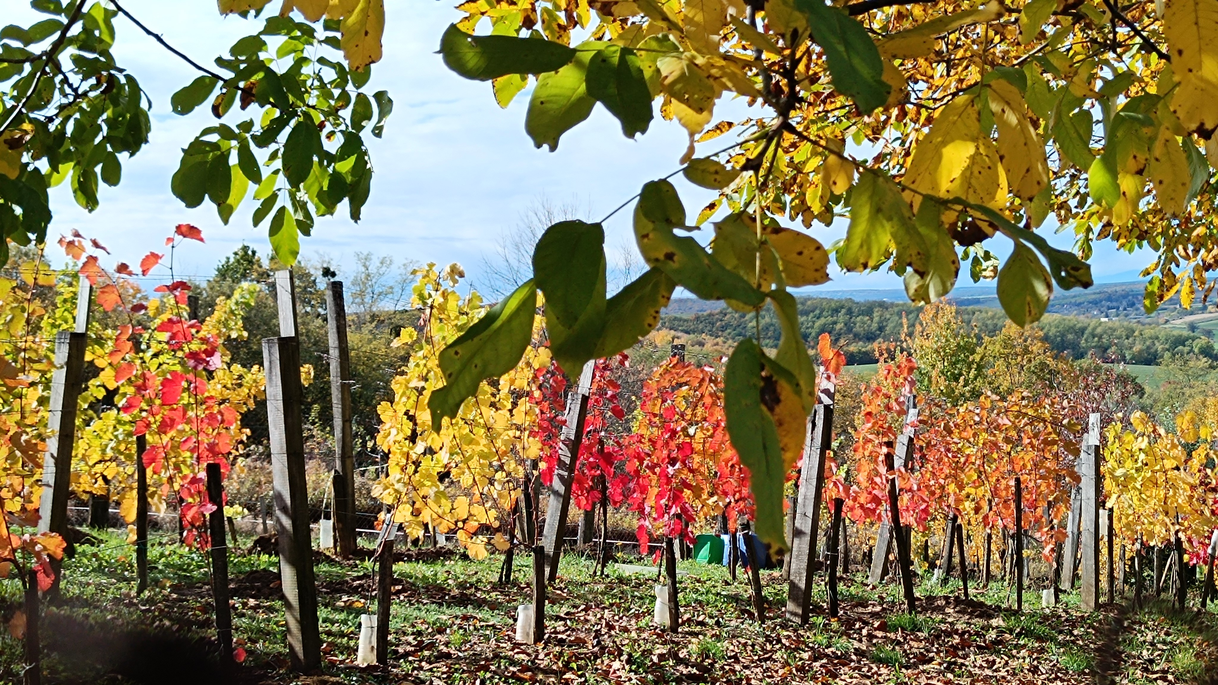 2025. évi 23. –  őszi lemosó permetezéses – növényvédelmi felhívás