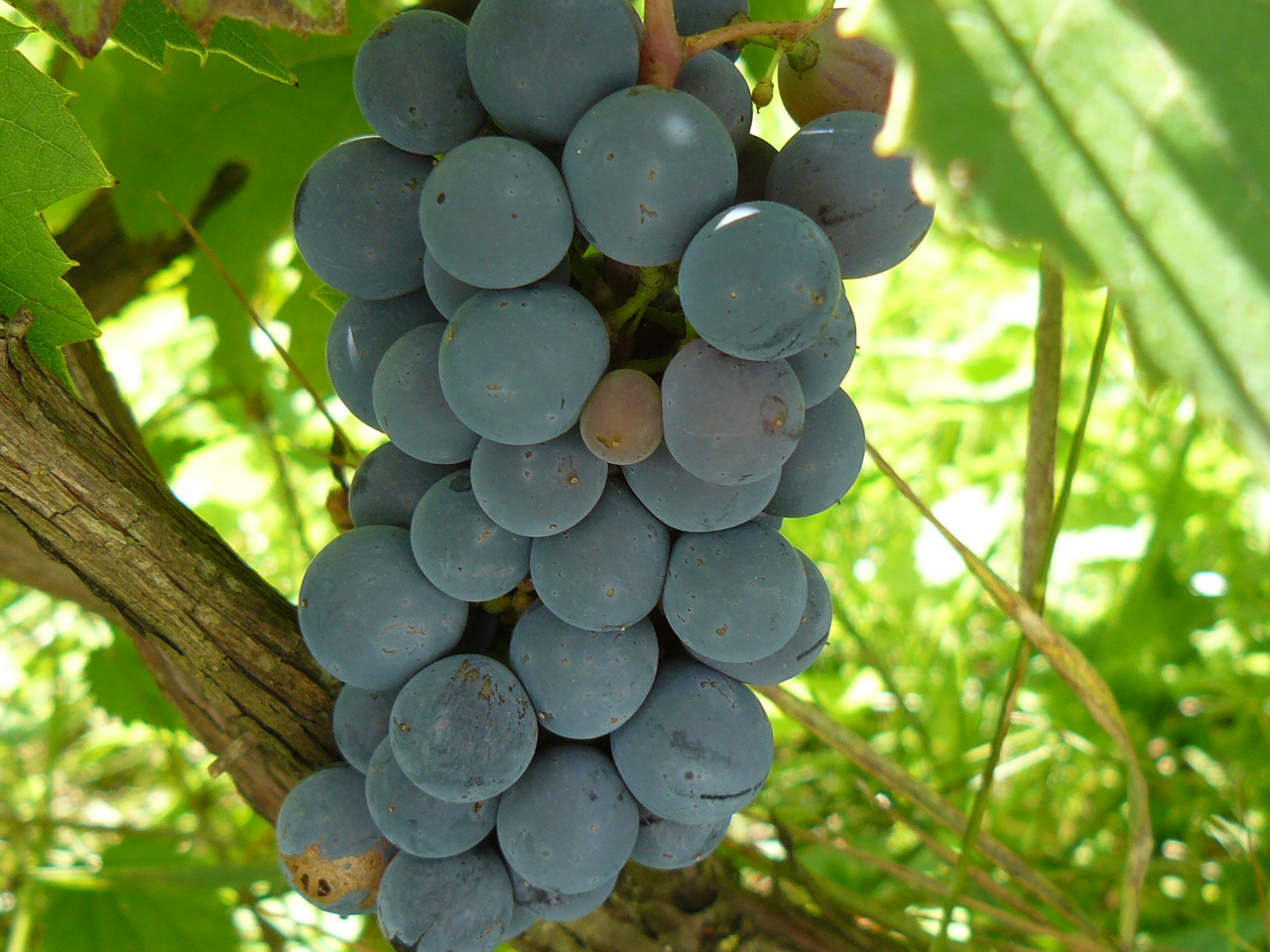 A szőlő kártevői