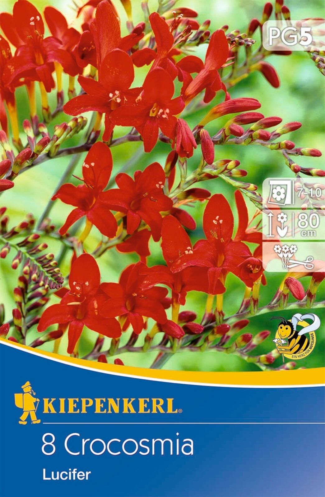 Virághagyma Füzéres sáfrányfű (Crocosmia) Lucifer (piros) Kiepenkerl 8 db