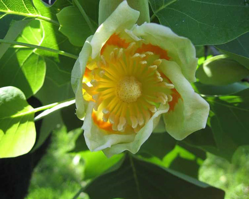 American Tulip (Liriodendron tulipifera) 5 seeds