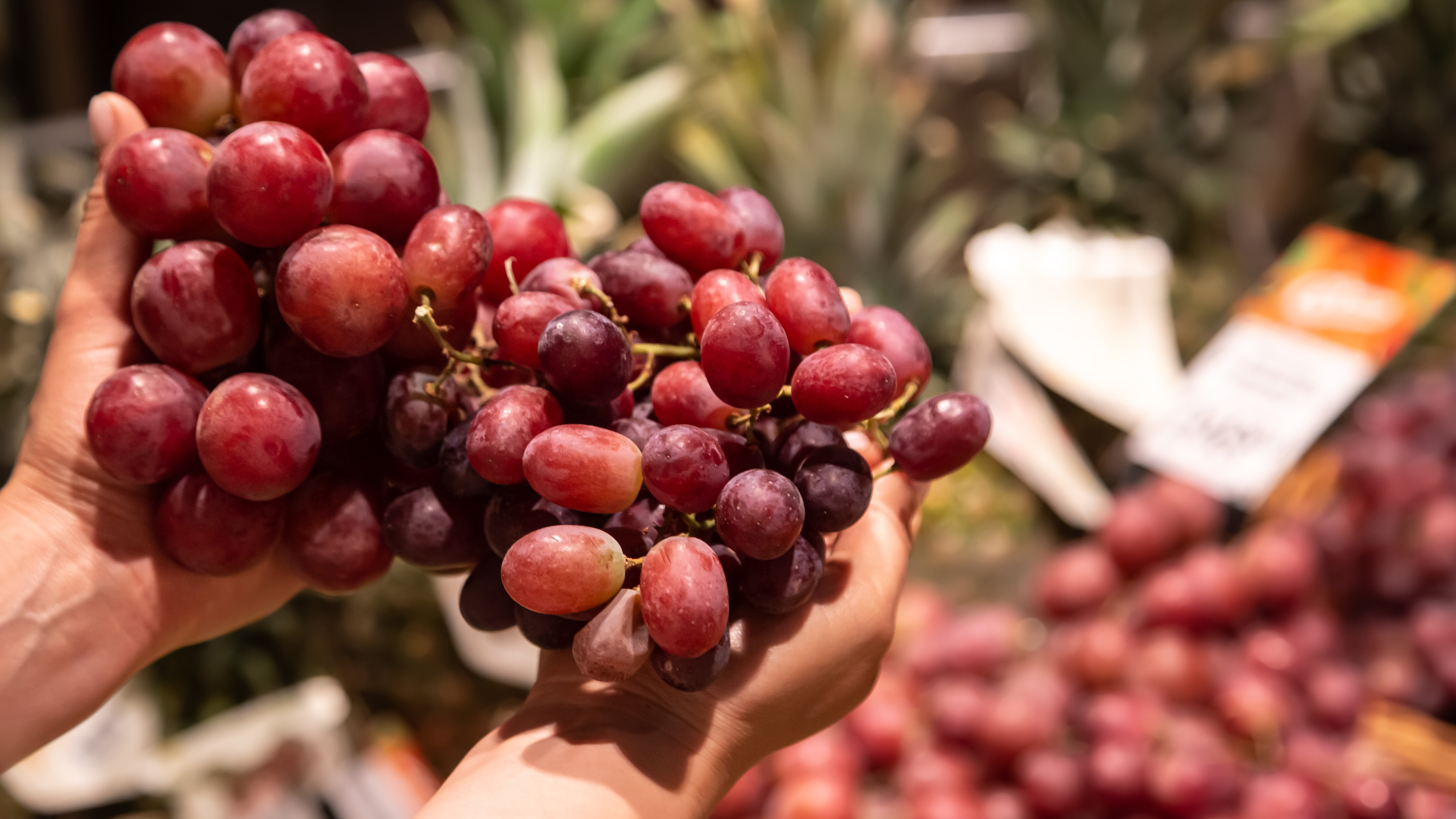 Csemegeszőlő saját kertből