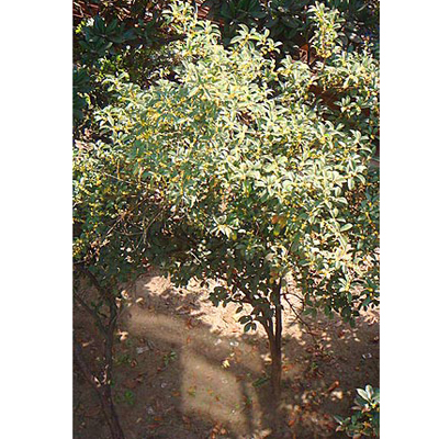 Bódító illatosfa (Osmanthus fragrans) 5 szem