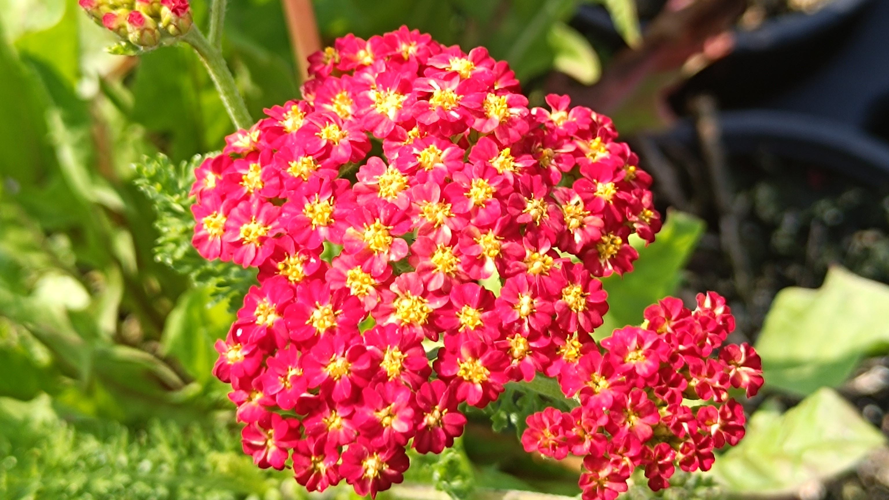 15 évelő növény, aminek fel sem tűnik a klímaváltozás – 3. rész