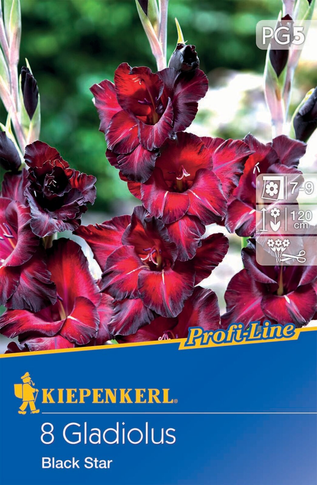 Bulb Sword Flower Black Star Kiepenkerl 8 pcs