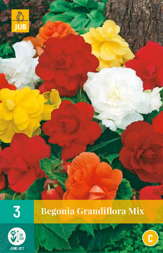 Virághagyma Begonia Grandifllora Mix  3 db JUB
