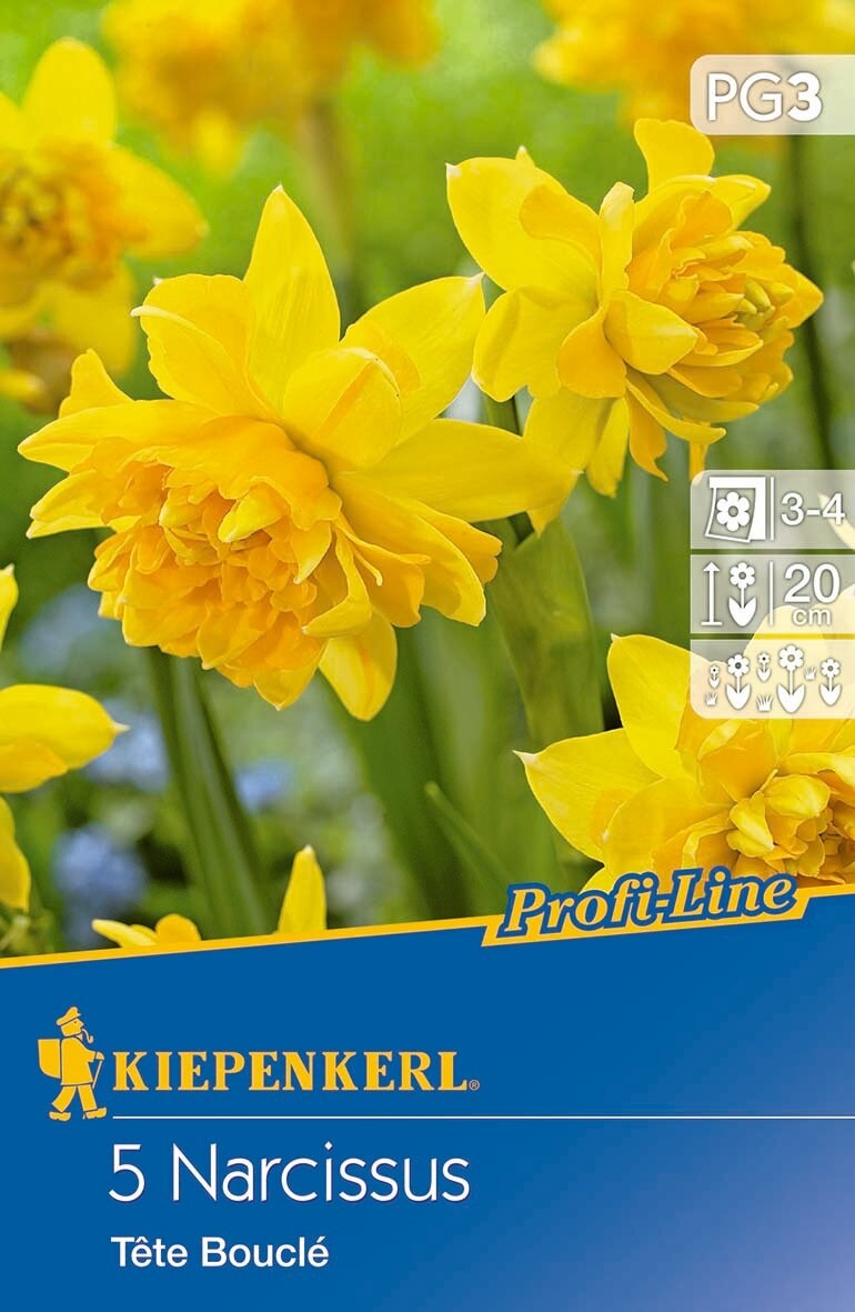 Bulbs Botanical daffodils Tete Boucle 5 pcs Kiepenkerl