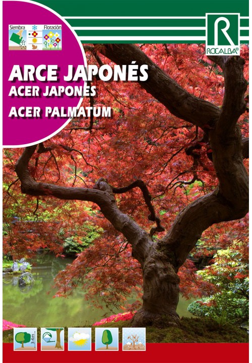Ujjas juhar (Acer palmatum) Rocalba