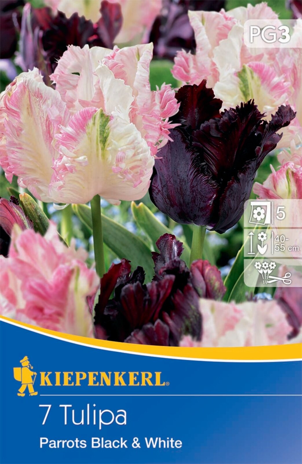 Flower bulb Tulip-Duo Parrots Black and White 7 pcs Kiepenkerl