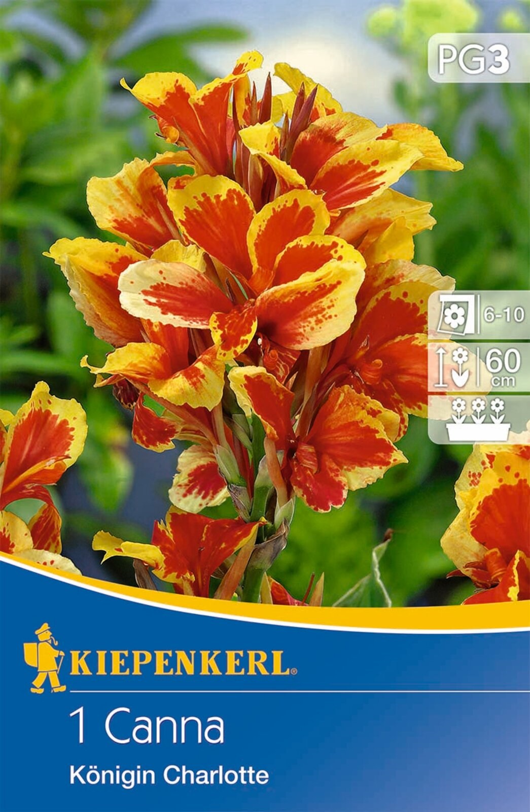 Virághagyma Törpe Kánna (Canna) Queen Charlotte (sárga-piros) Kiepenkerl 1 db
